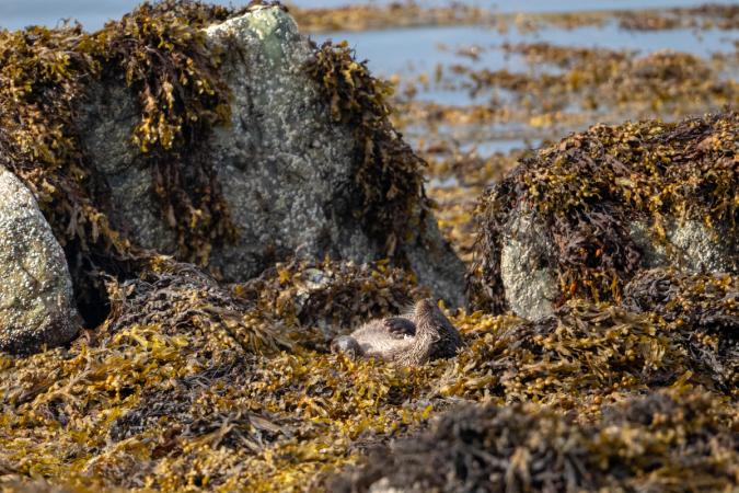 Otters (Isle of Mull)