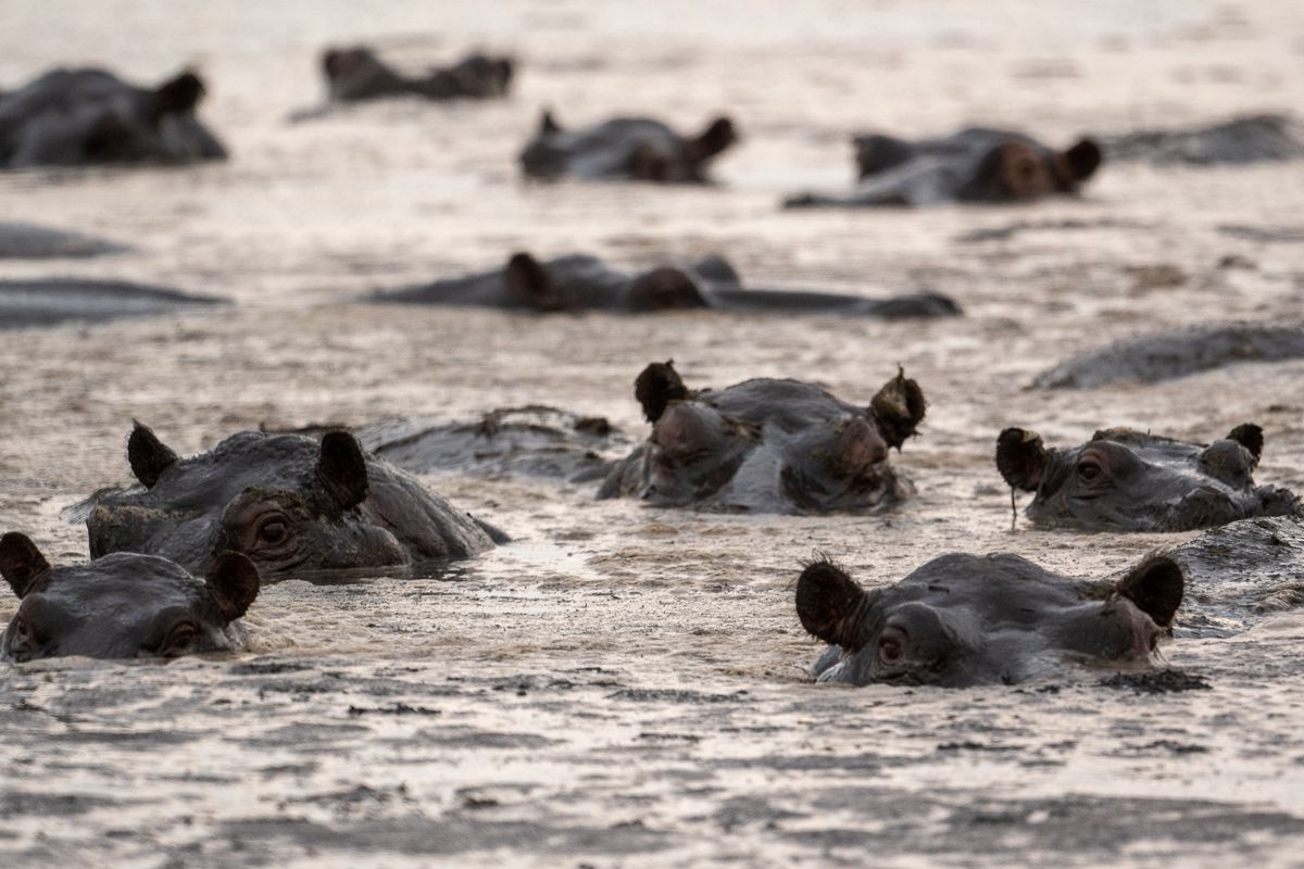 Hippos, Linyanti, Botswana (2019)