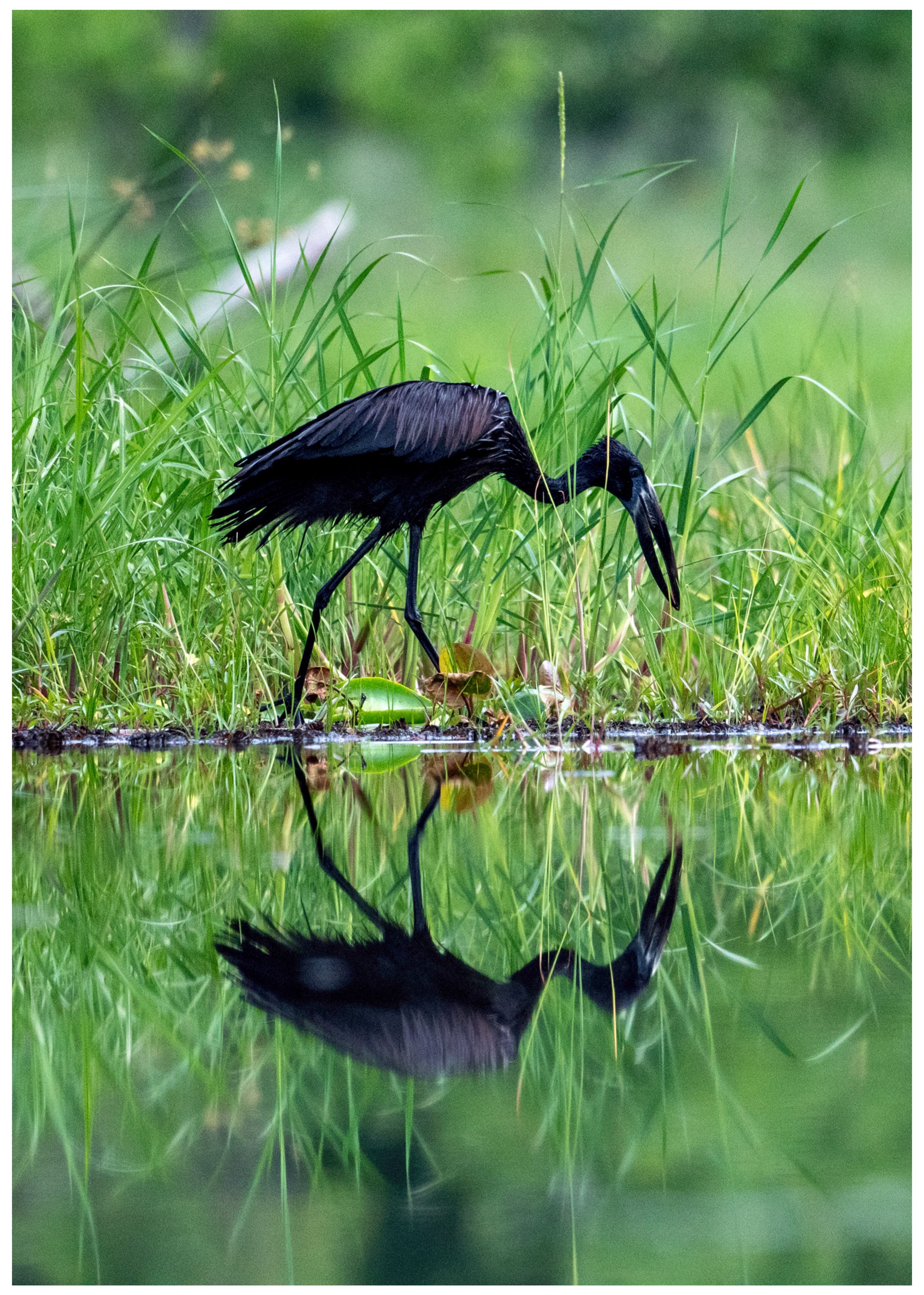 African Open-billed Stork, Khwai, Botswana (2019)