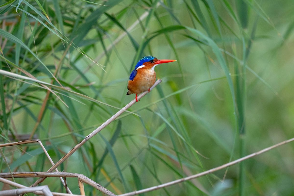 Malachite Kingfisher, Linyanti, Botswana(2019)