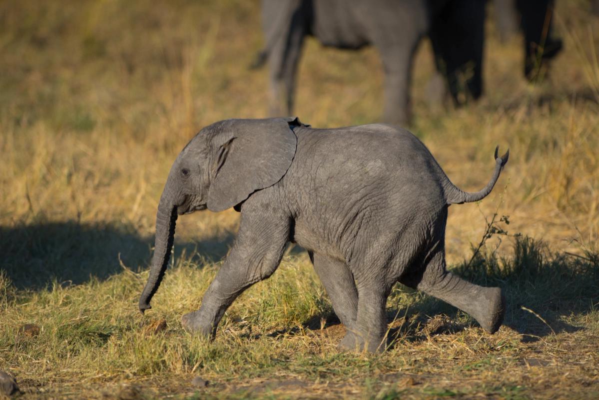 Baby Elephant, Hwange National Park, Zimbabwe (2014)