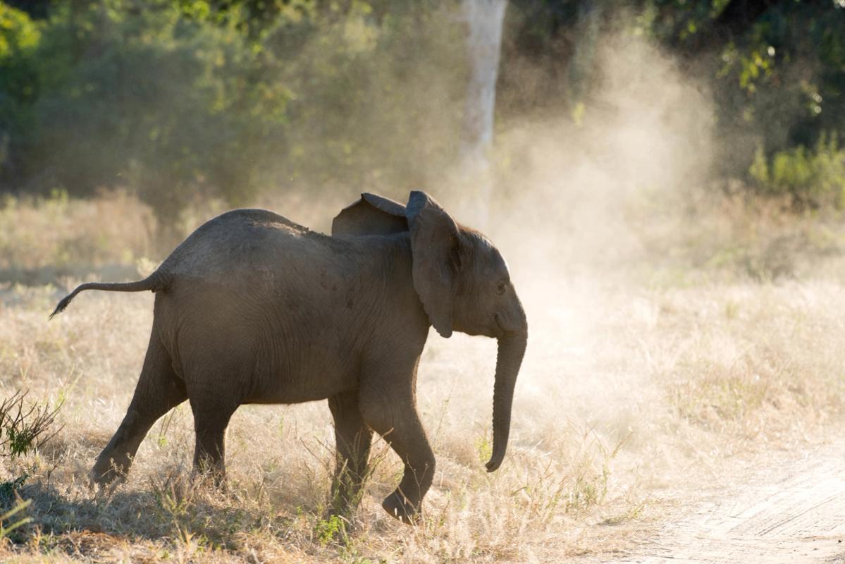 Elephant, Mana Pools, Zimbabwe (2014)