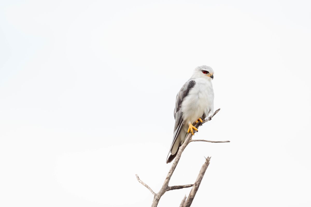 Black-shouldered Kite, Nxai Pan, Botswana (2020)