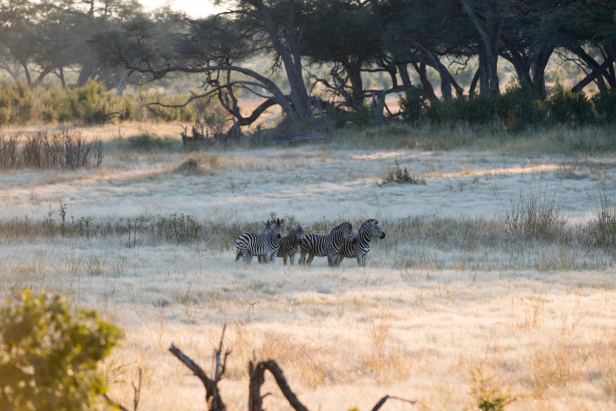 Zebras, Hwange National Park, Zimbabwe (2014)