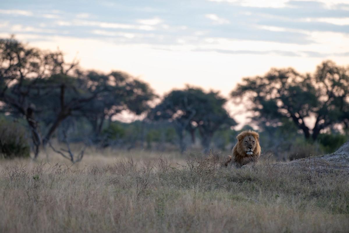 Lion Cecil, Hwange National Park Zimbabwe (2014)