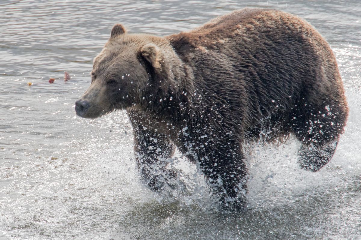 Brown Bear, Katmai National Park and Preserve, Alaska, USA (2017)