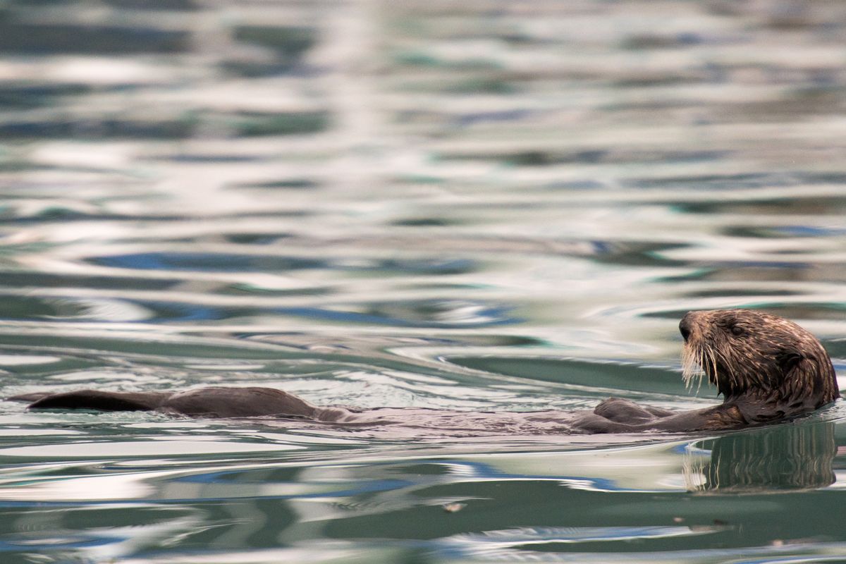 Sea Otter, Alaska, USA (2017)