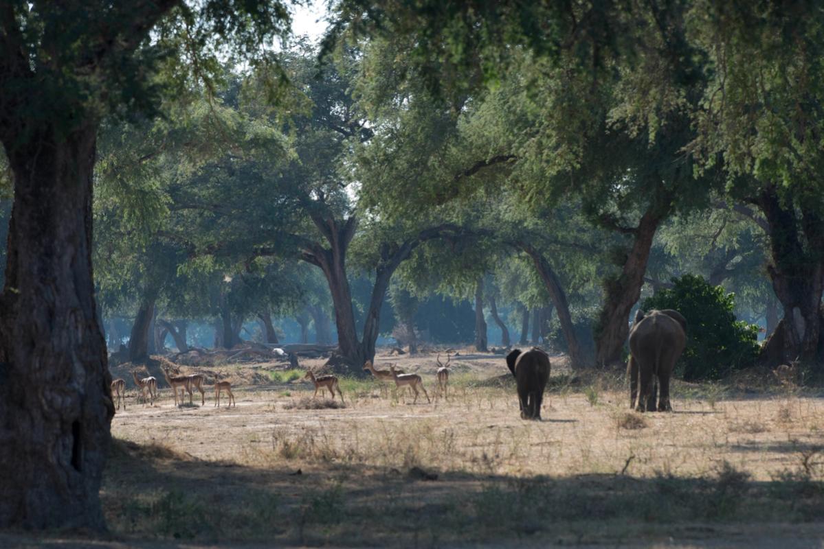 Mana pools, Zimbabwe (2014)