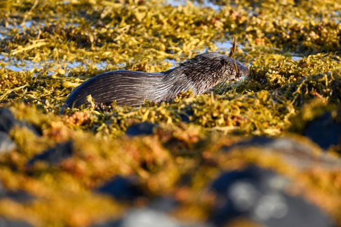 Otters (Isle of Mull)