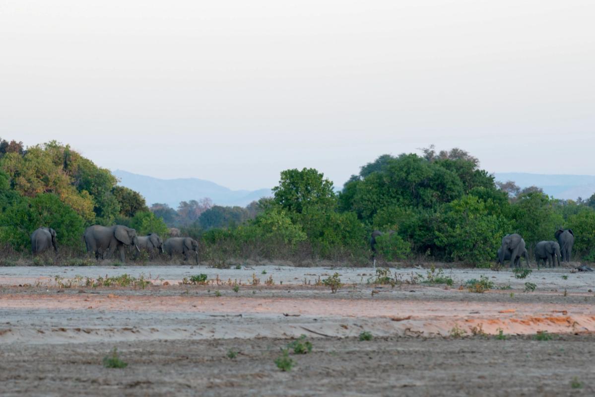 Elephants, Mana Pools, Zimbabwe (2014)