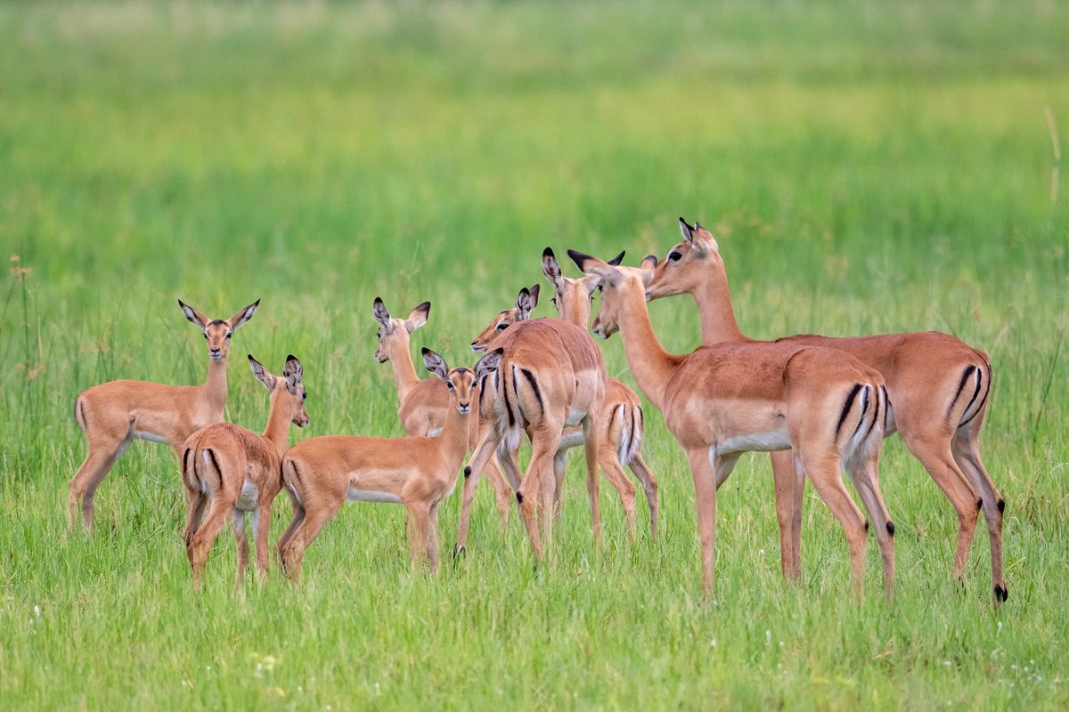 Lechwe nursery, Khwai, Botswana (2019)