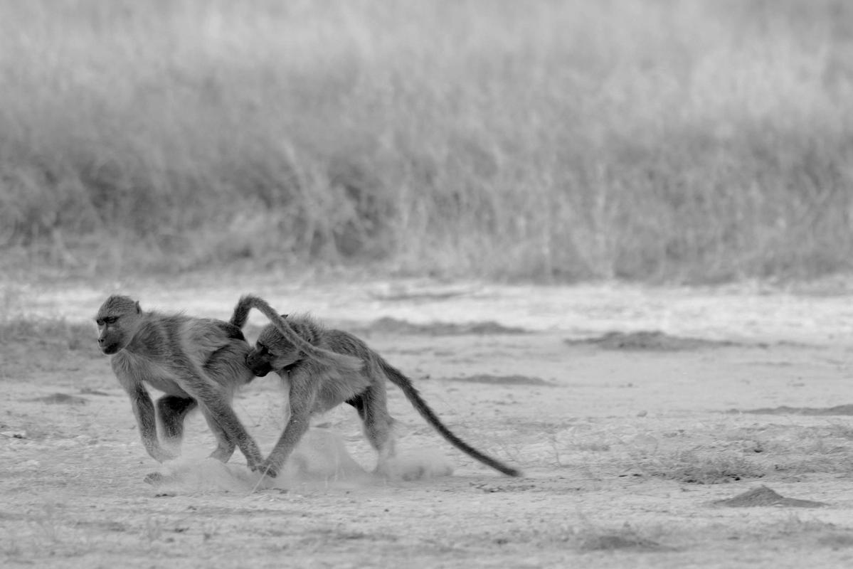 Baboons Hwange National Park Zimbabwe (2014)