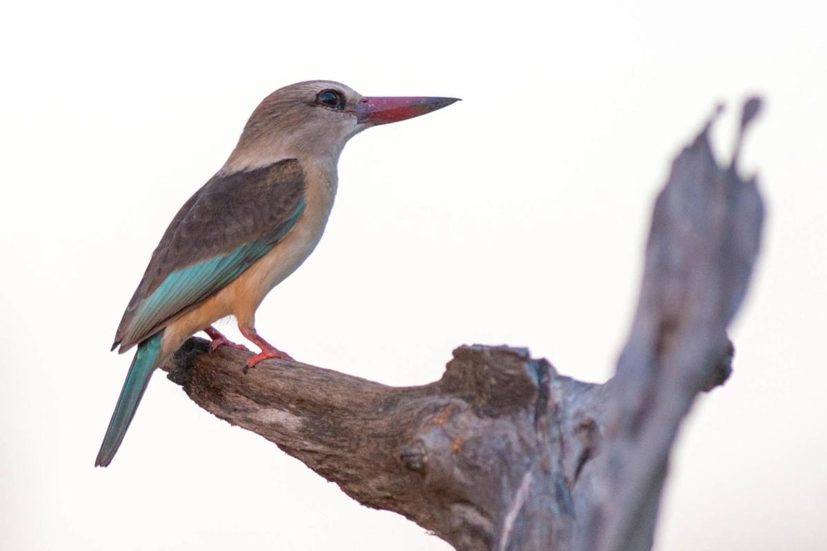 Woodland Kingfisher, Mana Pools, Zimbabwe (2014)