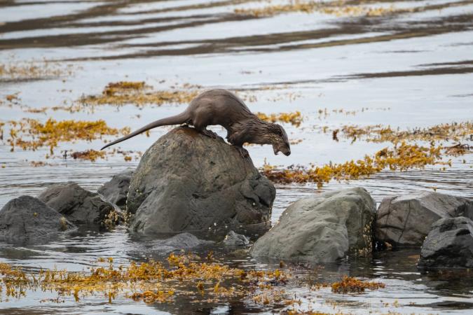 Otters (Isle of Mull)