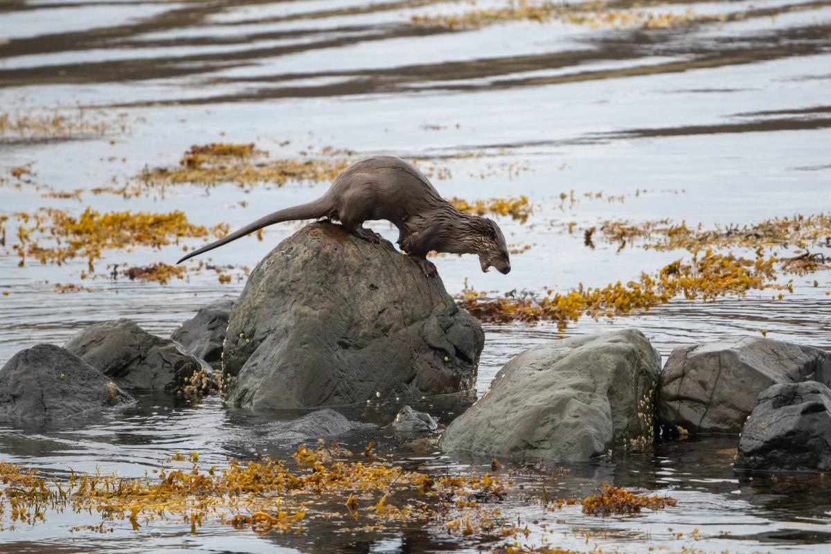 Otter Spraint