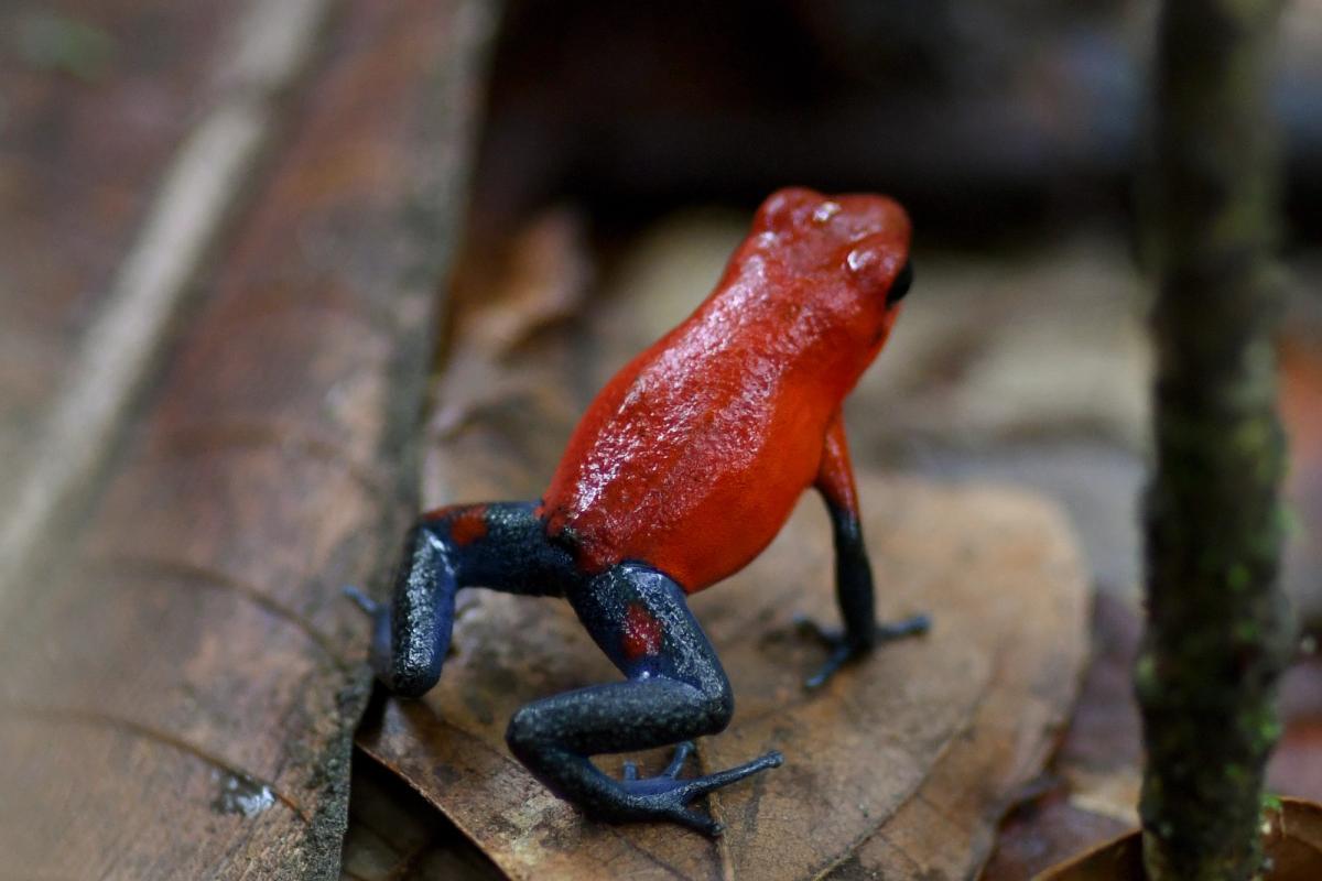 Blue Jeans Frog Corcovado National Park Osa Peninsula Costa Rica (2017)