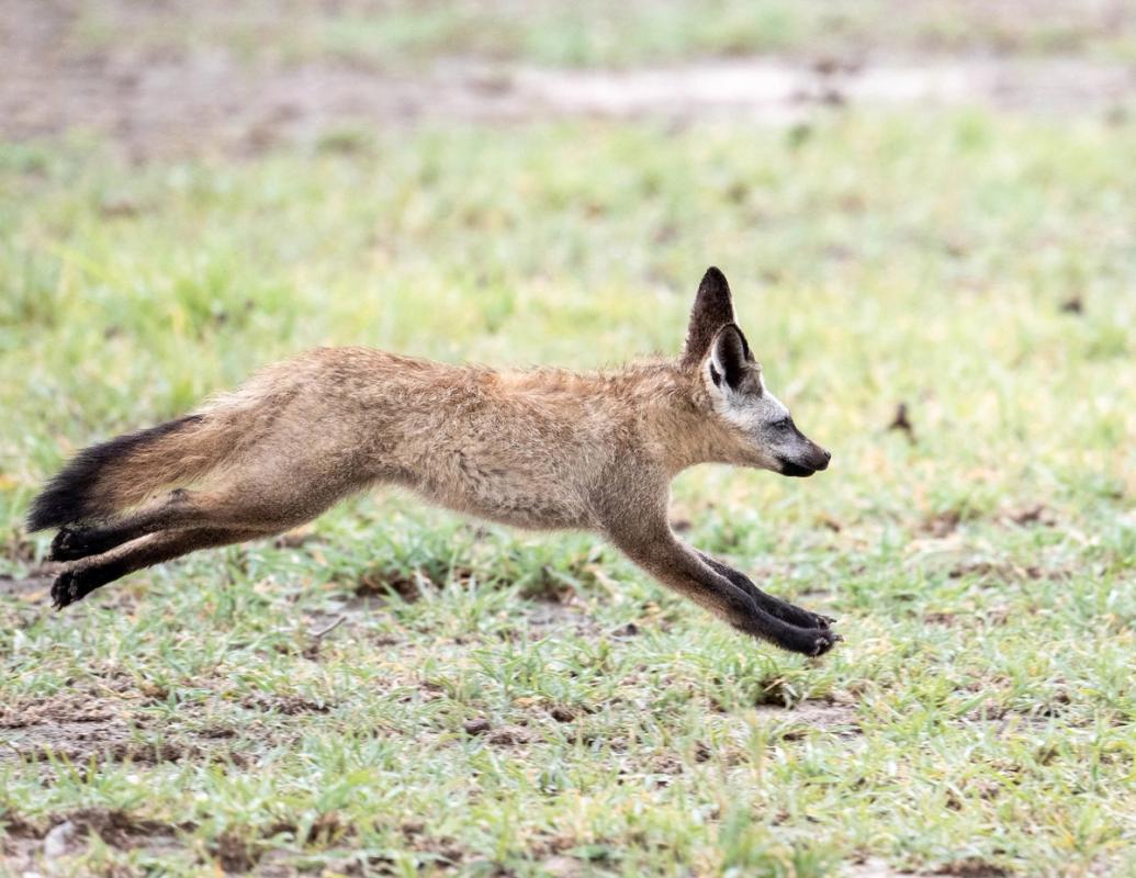 Bat-eared fox, Makgadikgadi Pan, Botswana (2020)