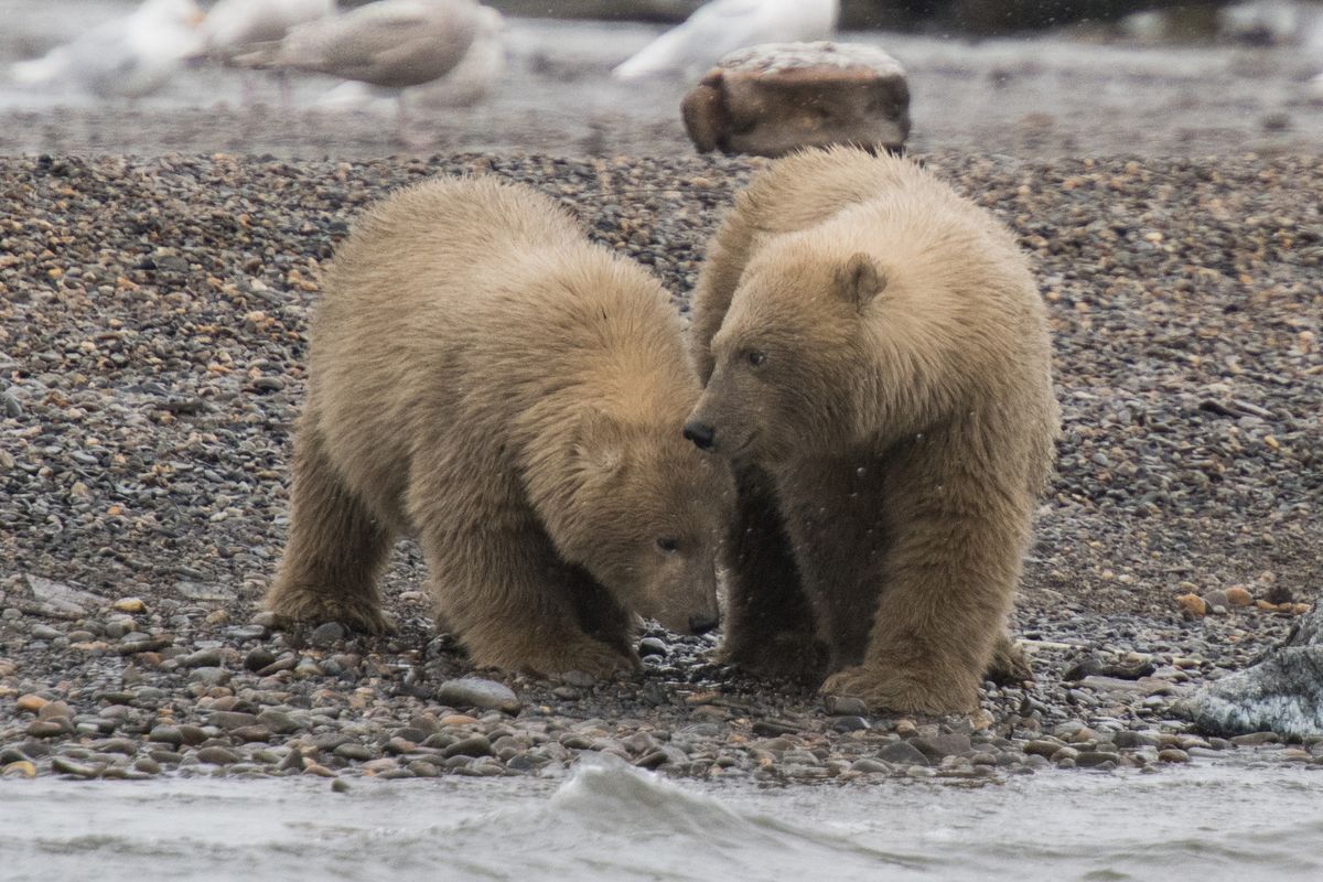 Polar Bear Cubs, Kaktovik, Alaska, USA (2017)