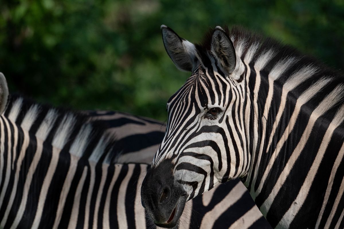 Zebra, Khwai, Botswana (2020)