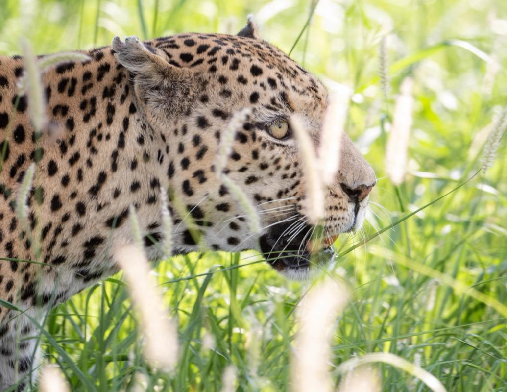 Leopard, Khwai, Botswana (2019)