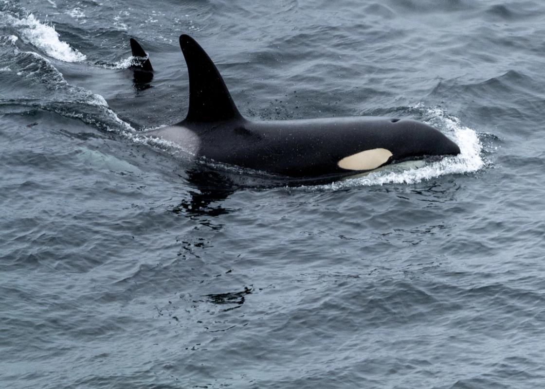 Orca, Shetland Isles, UK (2021)