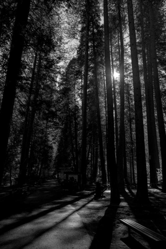 Tress, Yosemite, California, USA (2015)