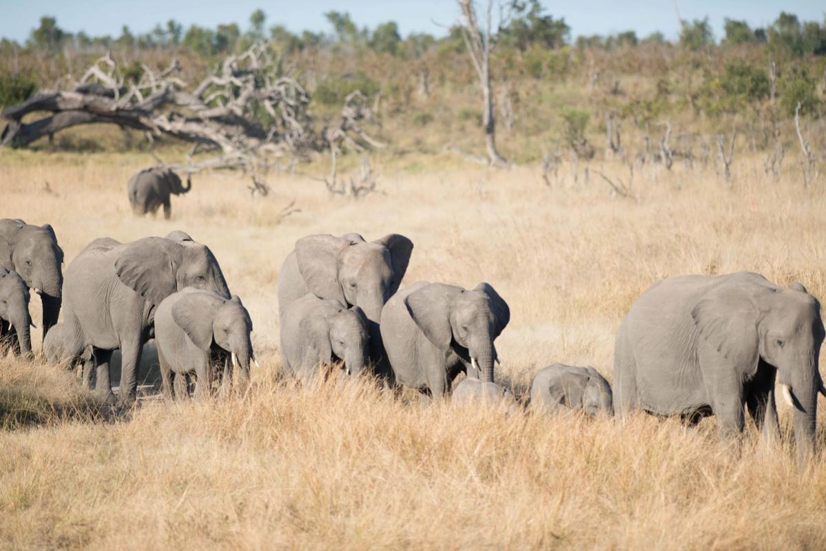 Elephant Herd, Hwange National Park, Zimbabwe (2014)