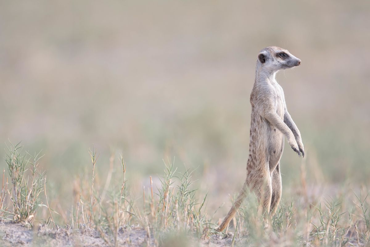 Meerkat, Makgadikgadi Pan, Botswana (2020)