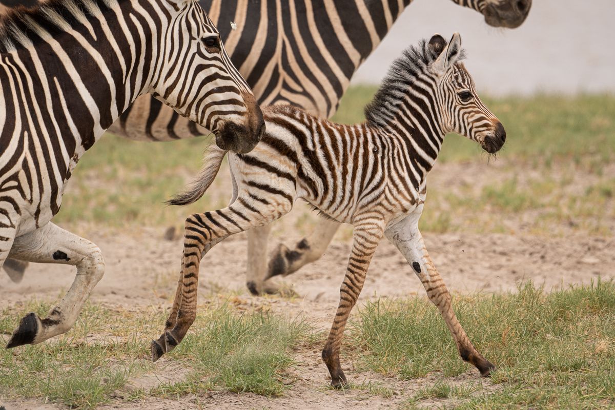 Zebras running, Makgadikgadi Pan, Botswana (2020)