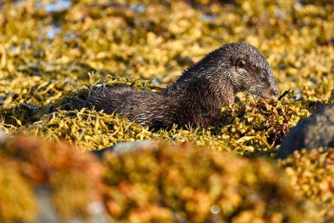 Otters (Isle of Mull)