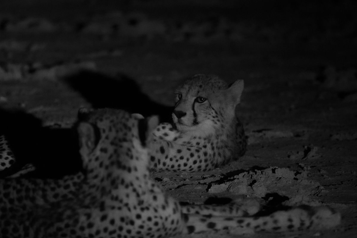 Cheetah, Makgadikgadi Pan, Botswana (2020)