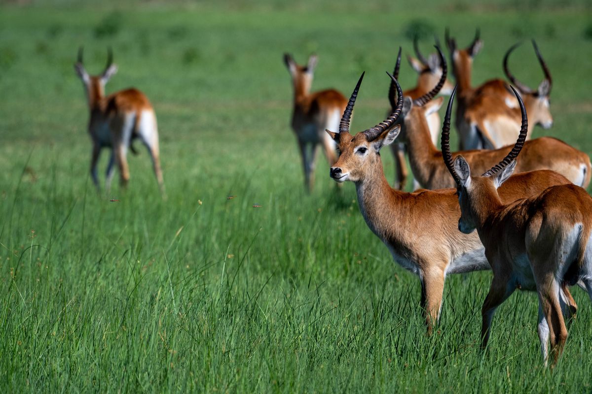 Lechwe, Khwai, Botswana (2019)