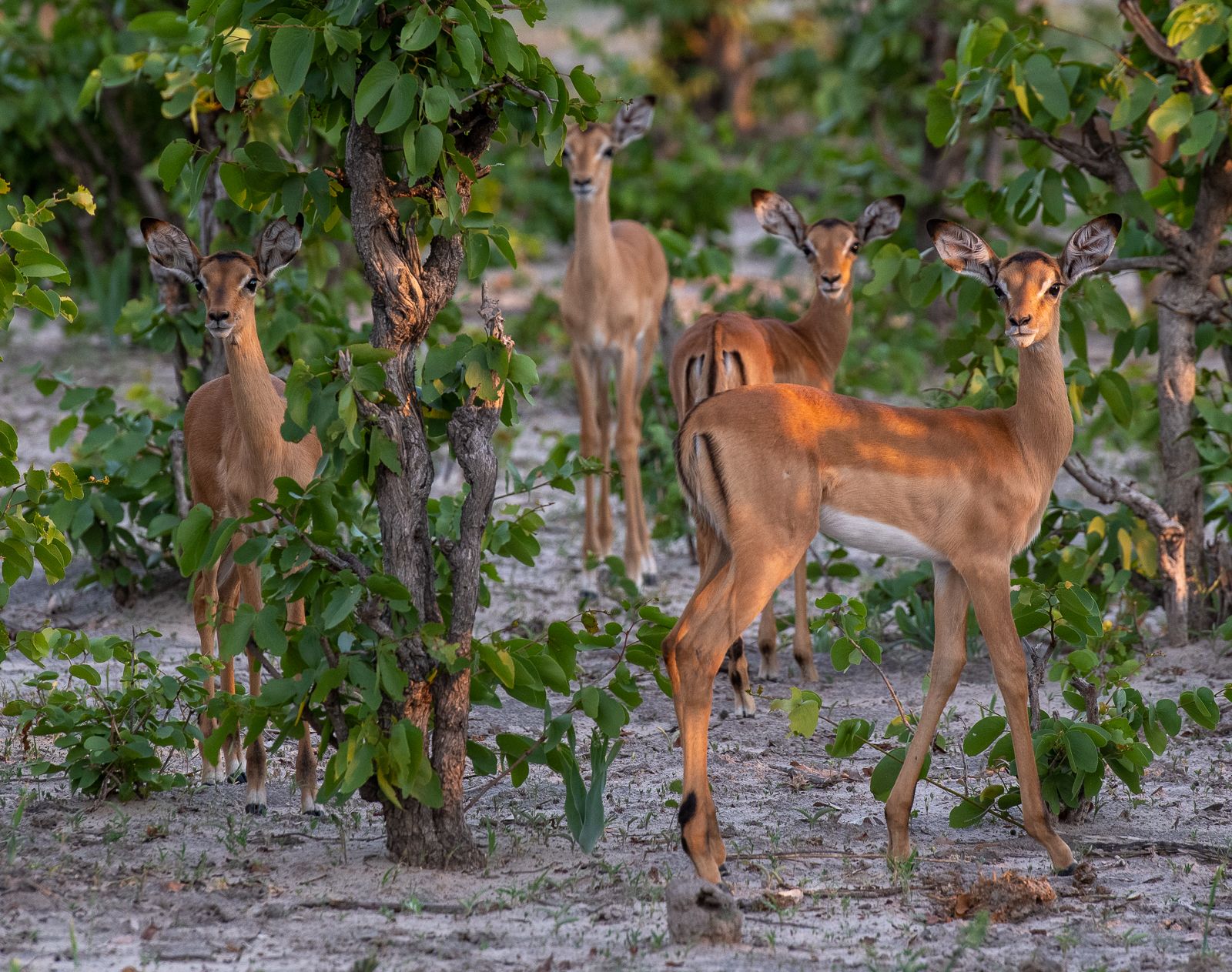 Impala, Linyanti, Botswana (2019)