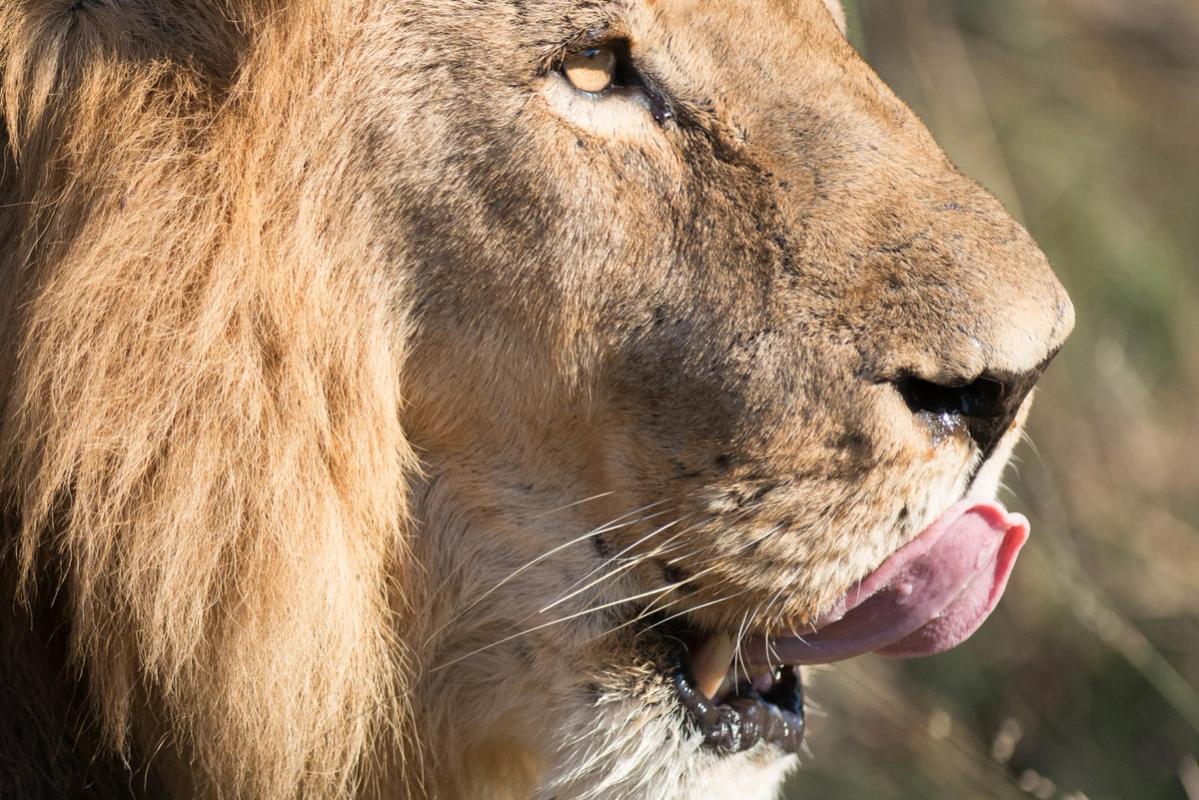 Lion Cecil (Lips), Hwange National Park, Zimbabwe (2014)