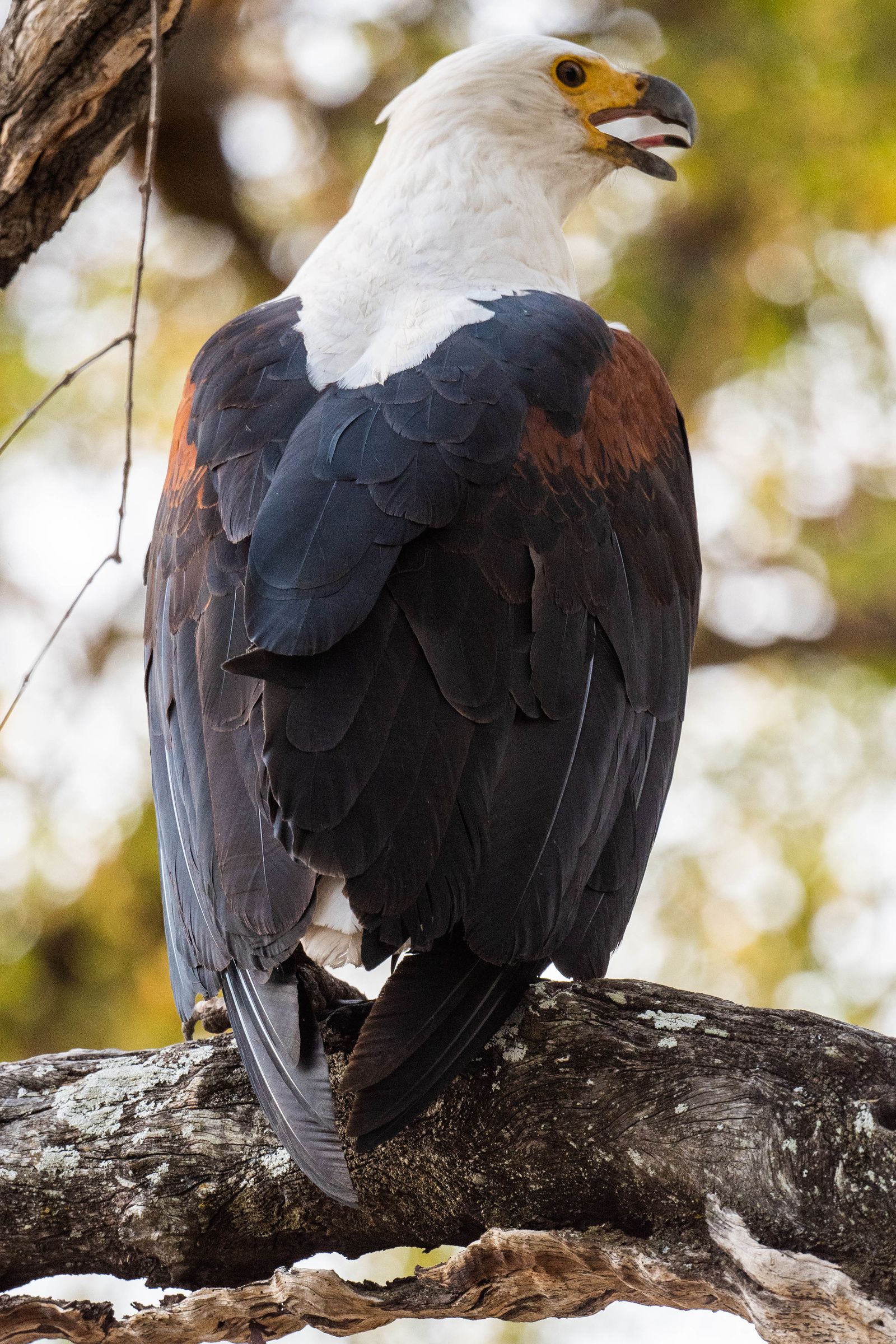 Fish Eagle, Linyanti, Botswana (2019)