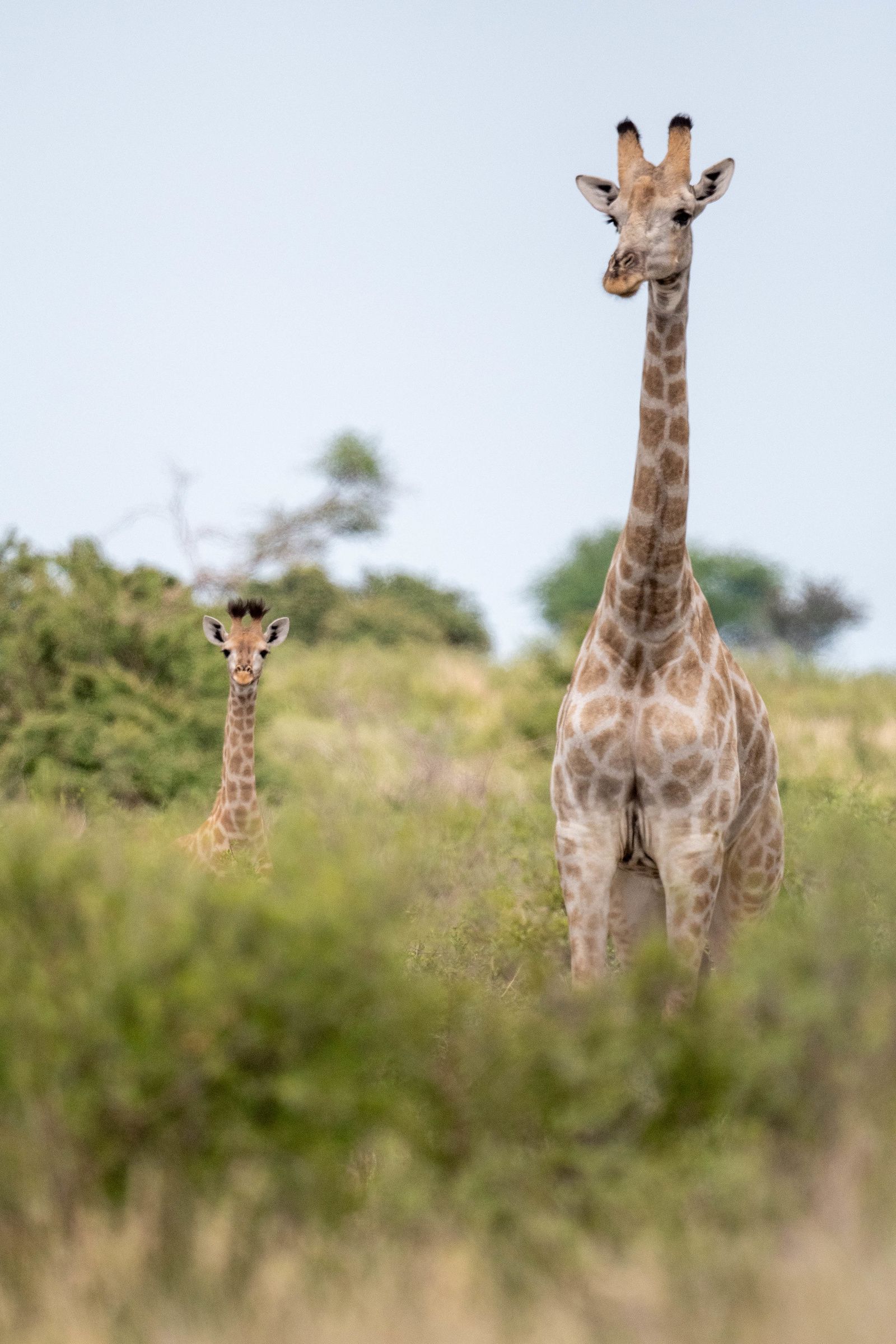 Baby Giraffe, Nxai Pan, Botswana (2020)