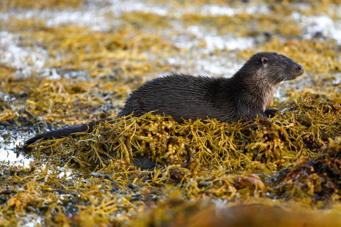 Otters (Isle of Mull)