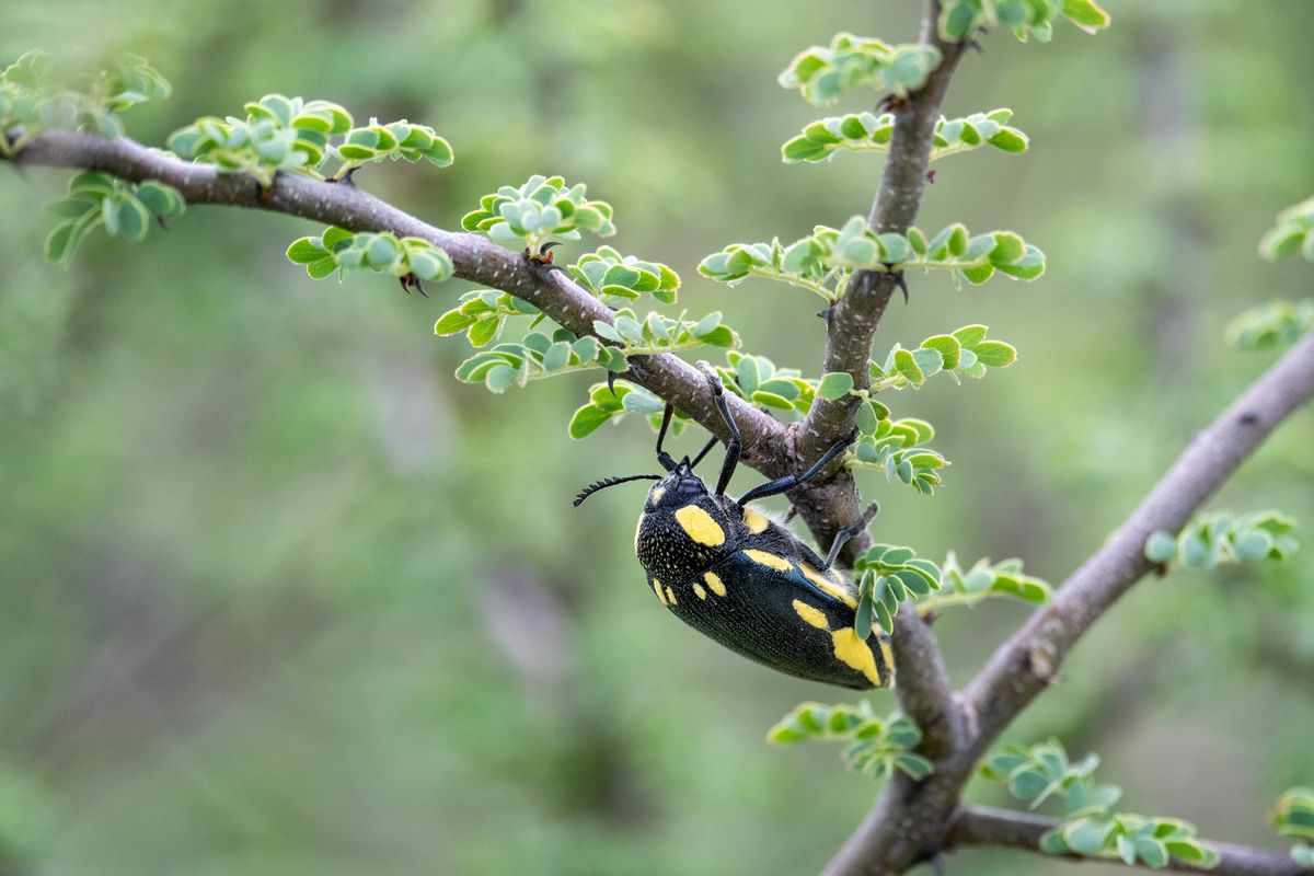 Beetle, Nxai Pan, Botswana (2020)