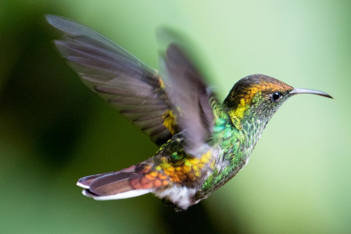 Coppery Headed Emerald Hummingbird, Monteverde, Costa Rica (2017)