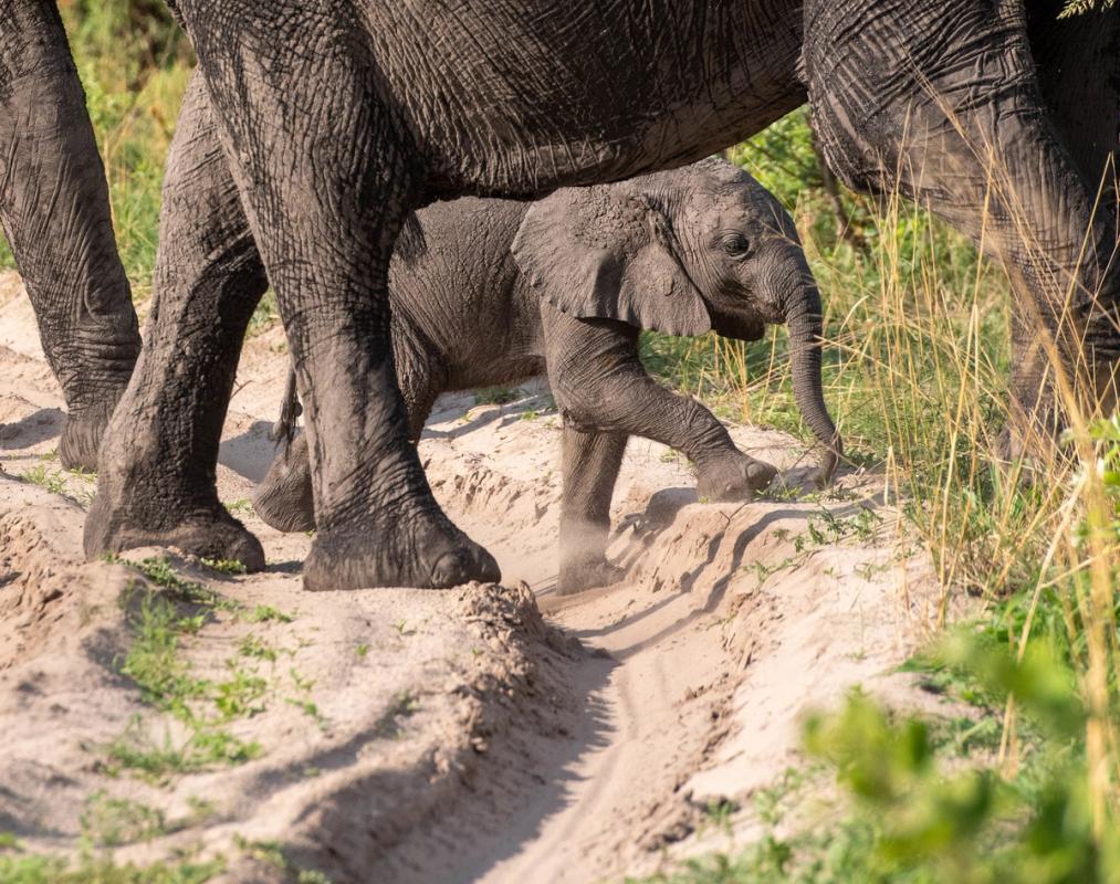 Elephant, Linyanti, Botswana 2019