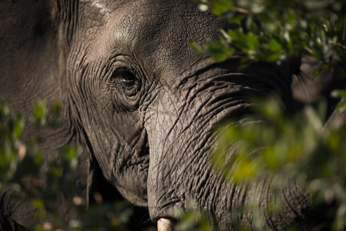 Elephant, Mana Pools, Zimbabwe (2014)