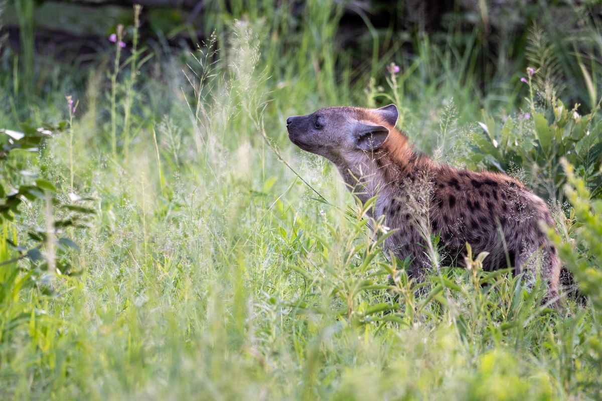 Spotted Hyena, Khwai, Botswana (2020)