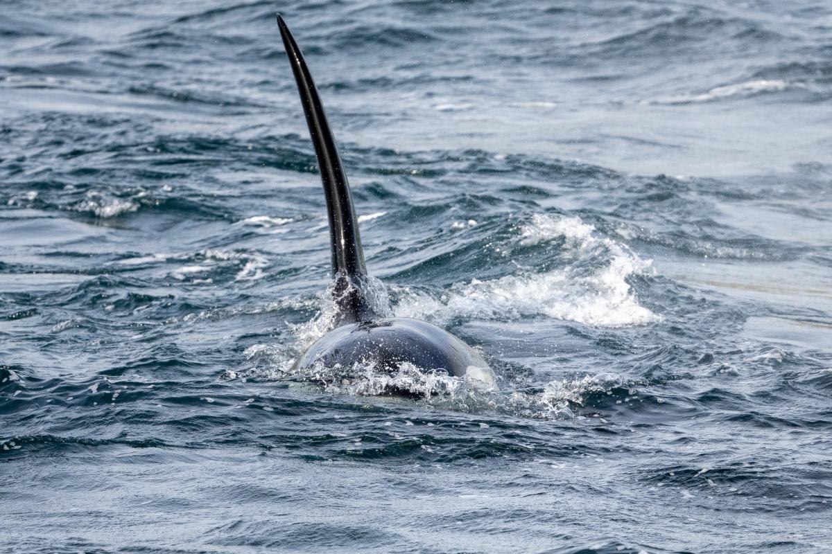 Orcas, West Burra, Shetland Isles, UK (2021)