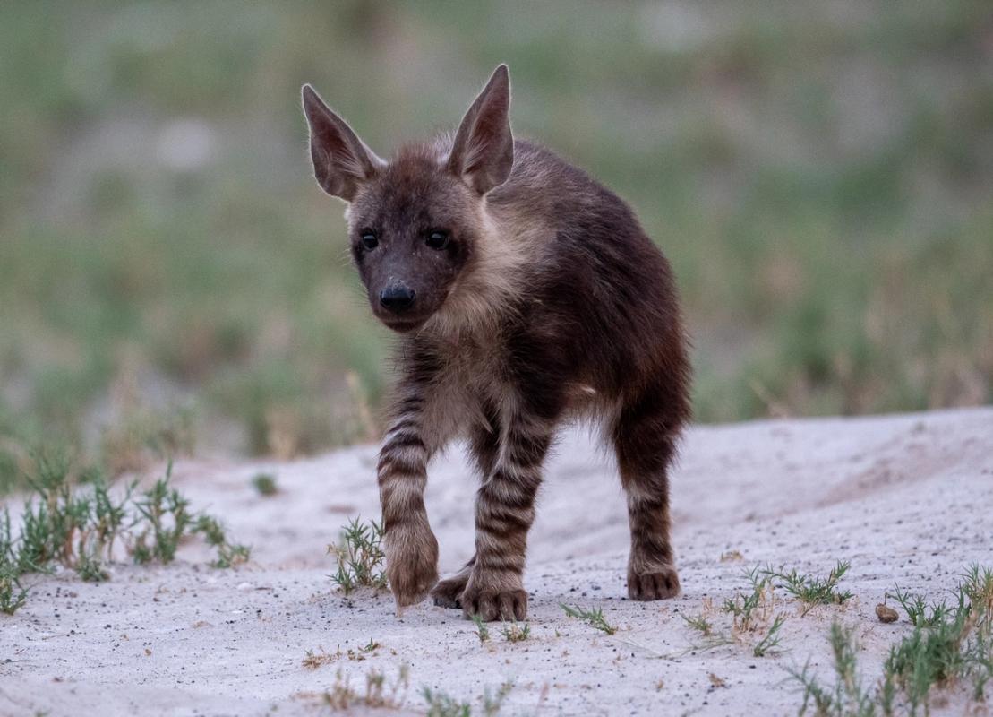 Brown Hyena, Makgadikgadi Pan, Botswana (2020)