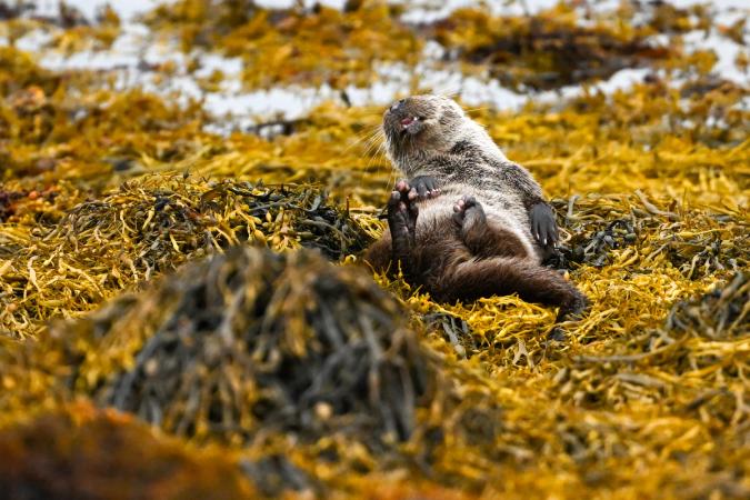 Otters (Isle of Mull)