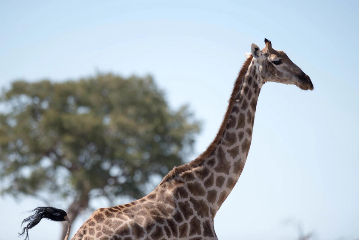 Giraffe, Hwange National Park, Zimbabwe (2014)