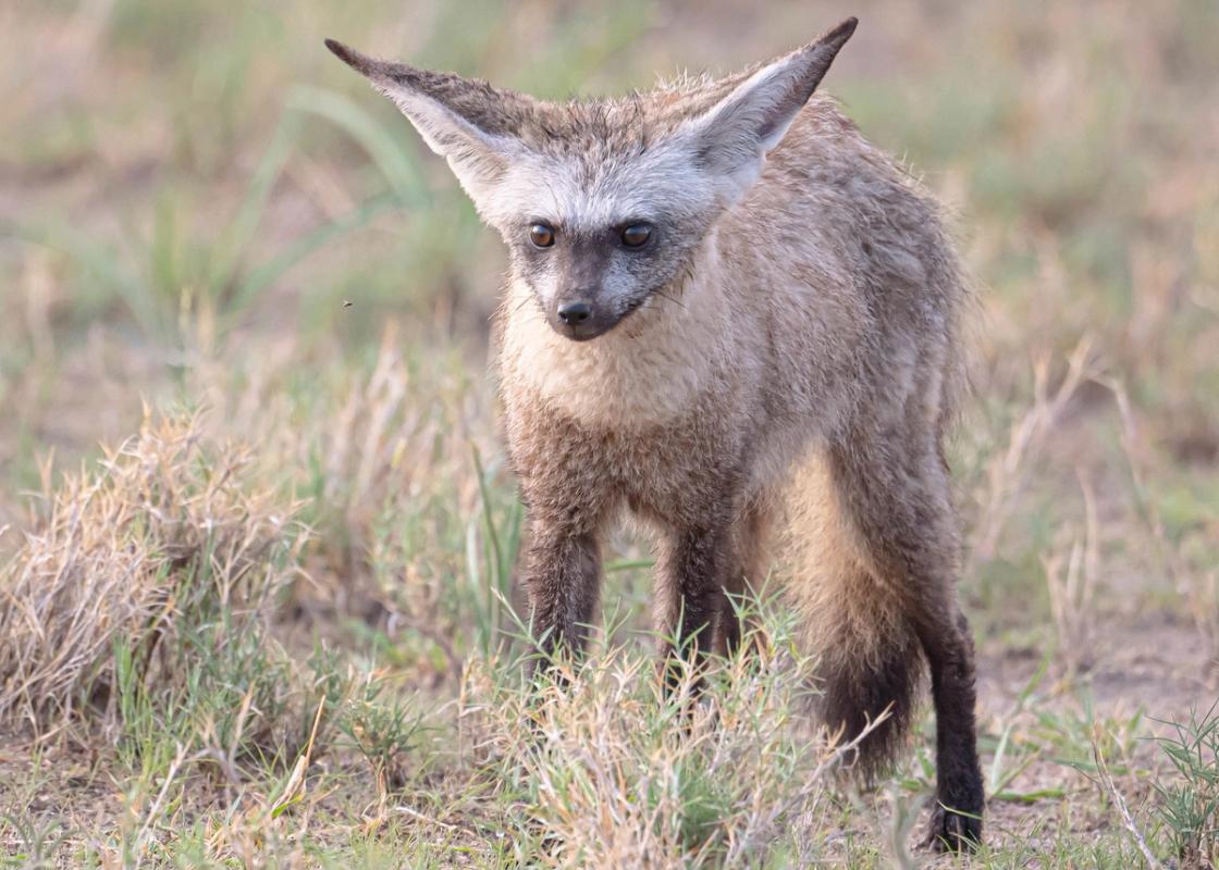 Bat-eared fox watching a fly, Nxai Pan, Botswana (2020)