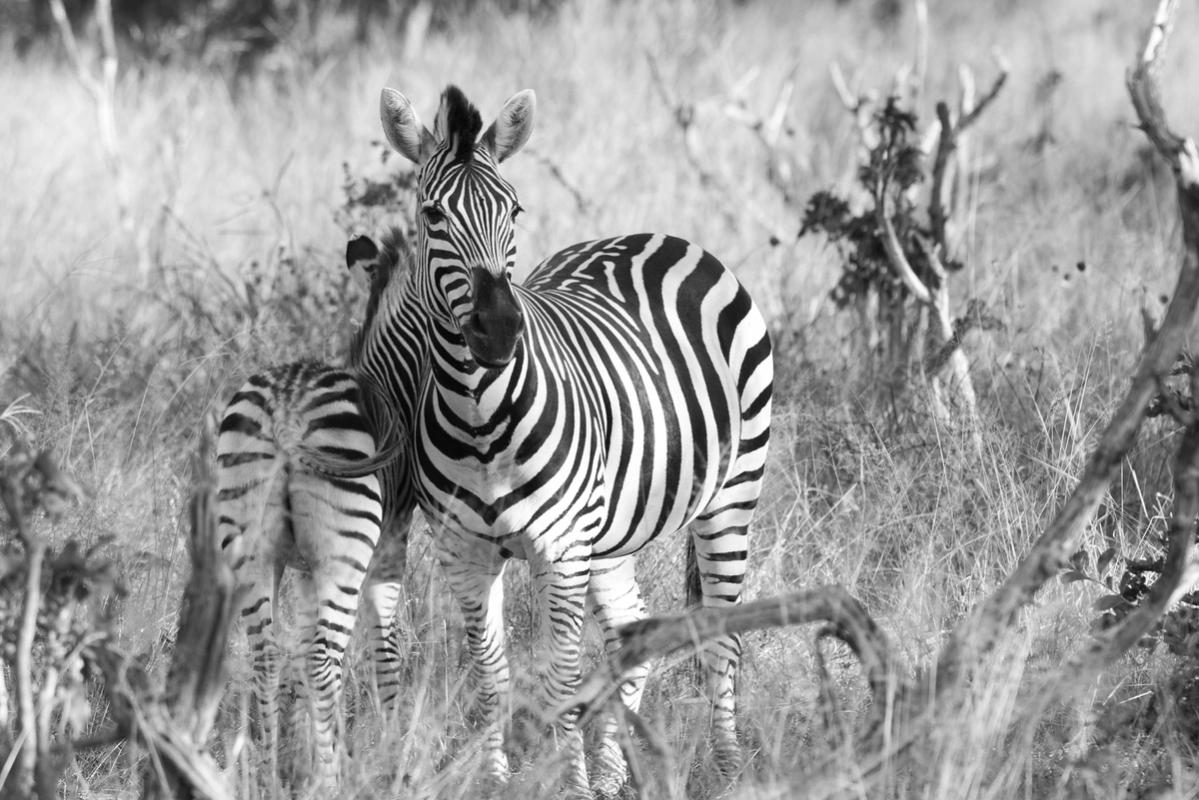 Zebra, Mana Pools Zimbabwe (2014)