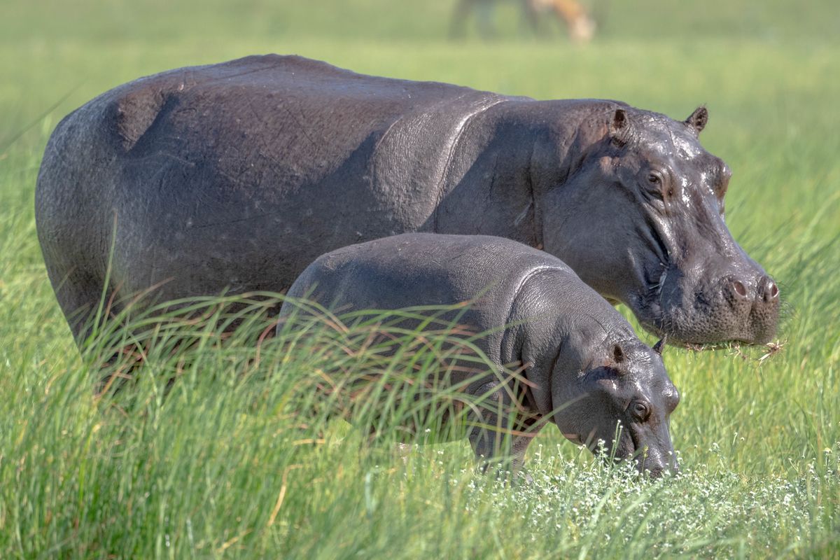 Baby Hippopotamus, Khwai, Botswana (2019)