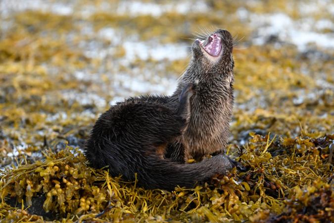 Otters (Isle of Mull)